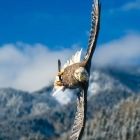 eagle
